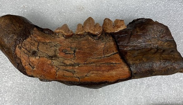 Rare Find: Jawbone Fossil of American Lion from 11,000 Years Ago Found in Mississippi River Sandbar