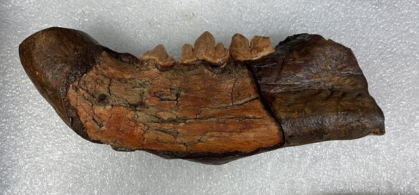 Rare Find: Jawbone fossil of an American lion found 11,000 years ago in the Mississippi River sandbar