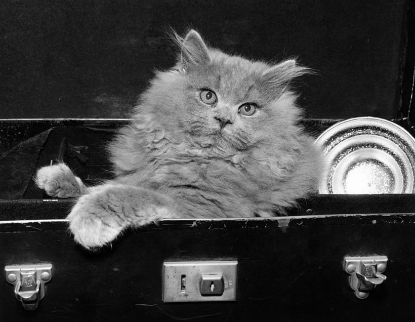 cat in open suitcase