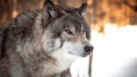 Makings of an Alpha: Parasite in Grey Wolves Triggers Risk-Taking Behavior, Study Shows