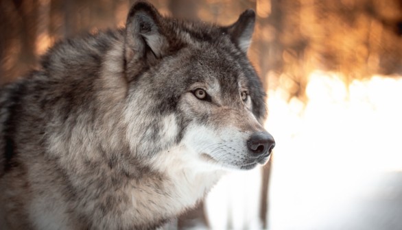 Makings of an Alpha: Parasite in Grey Wolves Triggers Risk-Taking Behavior, Study Shows