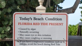 Red Tide on Sarasota County Scatters Dead Fish on Beach, Shark Teeth Hunters Clean Up Instead — Florida