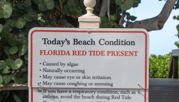 Red Tide on Sarasota County Scatters Dead Fish on Beach, Shark Teeth Hunters Clean Up Instead — Florida