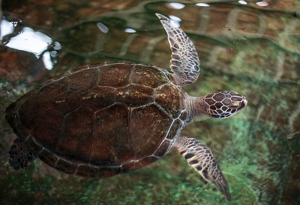 population-of-green-turtles-nesting-in-cyprus-lagoon-has-increased-over