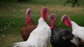 Worst Avian Flu Outbreak of All Time Kills 50 Million Birds from 46 States, US
