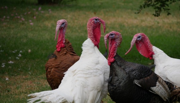 Worst Avian Flu Outbreak of All Time Kills 50 Million Birds from 46 States, US