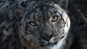 Snow Leopard Photos on Mt. Everest Sparks Controversy, Photographer Receives Death Threats