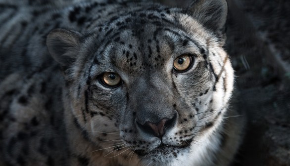 Snow Leopard Photos on Mt. Everest Sparks Controversy, Photographer Receives Death Threats