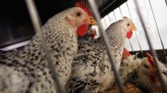 Bird Flu, Outbreak, Chickens, U.S, Nebraska 