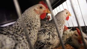 Bird Flu, Outbreak, Chickens, U.S, Nebraska 