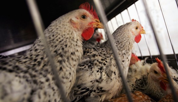 Bird Flu, Outbreak, Chickens, U.S, Nebraska 