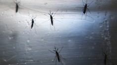  Mosquitoes Could Be Controlled Using New Method Inspired from Buzzing Sound, Research Suggests 