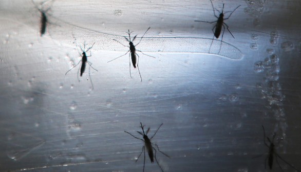  Mosquitoes Could Be Controlled Using New Method Inspired from Buzzing Sound, Research Suggests 