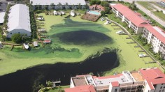 Runoff from Farms, Lawns, Septic Tanks Fuel Toxic Algal Bloom on Florida Coast That may Last a Few More Years, Scientists Say