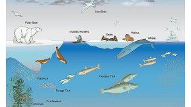 New Analysis on Food Webs Helps Predict Ecosystem Responses to Invasive Species, Predators, and Climate Change