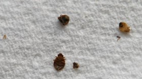 Exterminators Tackle Growing U.S. Bed Bug Problem