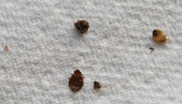 Exterminators Tackle Growing U.S. Bed Bug Problem