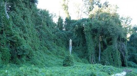 Invasive Vine Species Used as Camouflage in WWII Takes Over Second Largest Island of Fiji