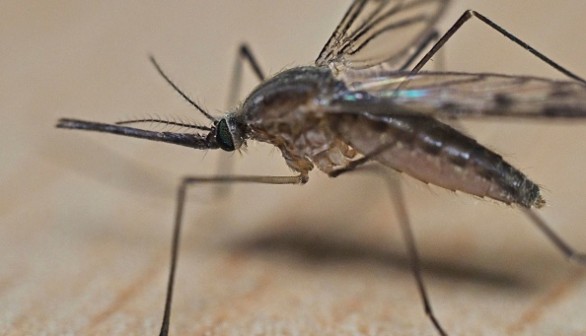 FRANCE-ANIMAL-INSECT-MOSQUITO