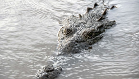 Costa Rica crocodile attack