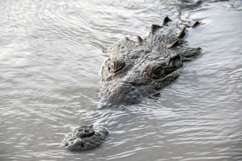 Costa Rica crocodile attack