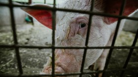 Hog Hotels: Vertical Pig Farming in China May Not be as Environmentally Friendly as It Sounds, Study Shows