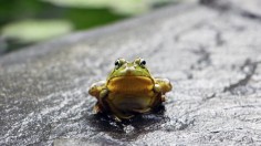 Two Species of Mountain Frogs Found in Protected Habitat Might be Extinct by 2055 — Gondwana 