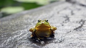Two Species of Mountain Frogs Found in Protected Habitat Might be Extinct by 2055 — Gondwana 