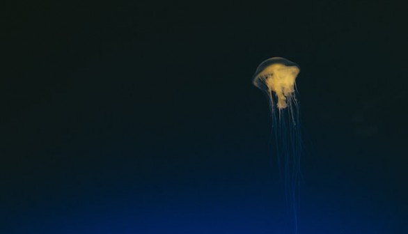 Jellyfish under water