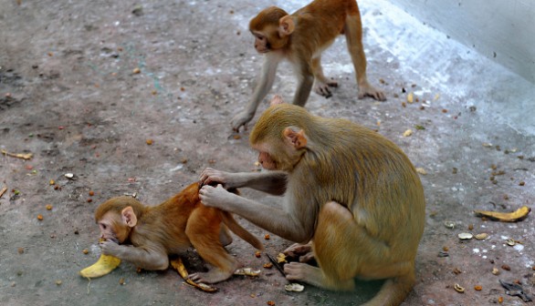 A Rhesus Macaque (Macaca mulatta)
