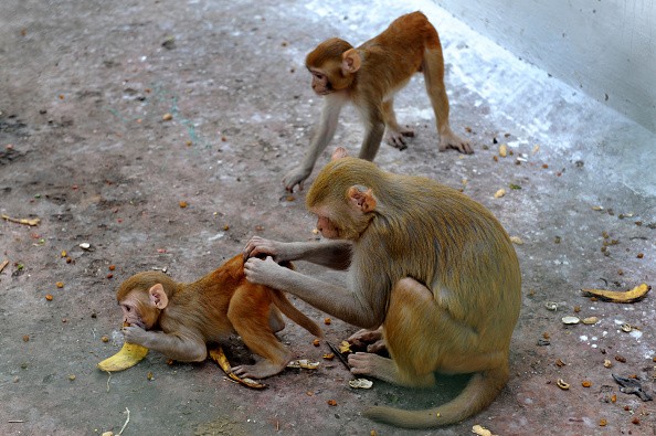A Rhesus Macaque (Macaca mulatta)