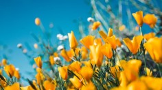 California blooming like crazy after months of non-stop rains