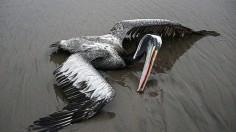  H5N1 avian influenza is seen on a beach in Lima, on December 1, 2022