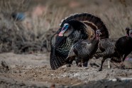 5 Aggressive Turkeys Terrorize Massachusetts Town Forcing Residents To 