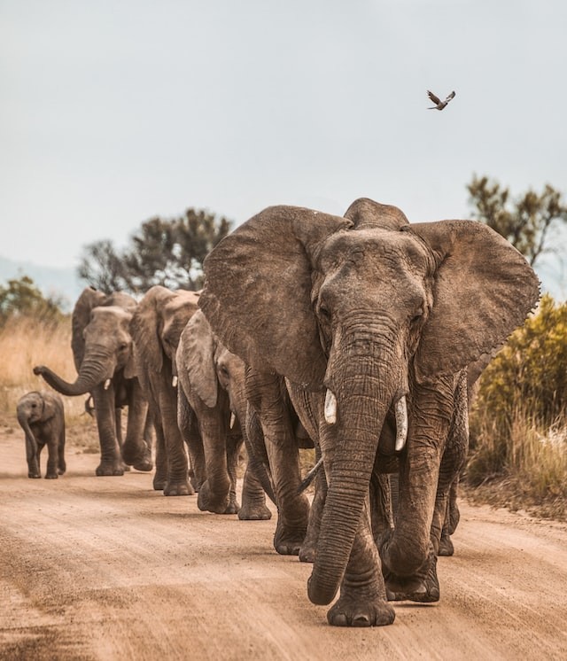 Elephants in an African game reserve