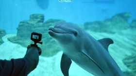 Indo-pacific bottlenose dolphin at the S.E.A. Aquarium in Singapore on September 3, 2018