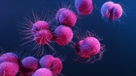 Pink Bacteria Illustration