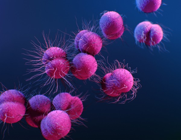 Pink Bacteria Illustration
