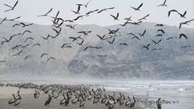 Beach in Lima, Peru on December 1, 2022