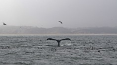 Humpback whale in the waters of Monterey Bay, California, September 21, 2018