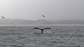 Humpback whale in the waters of Monterey Bay, California, September 21, 2018