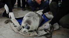 Dead Caspian Seals on Russian Shores Rise to 2500, Signs of Violent Death Seen