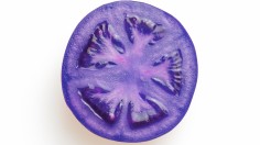 Genetically Modified Purple Tomatoes Available Commercially can Fight Cancer, Diabetes, Dementia