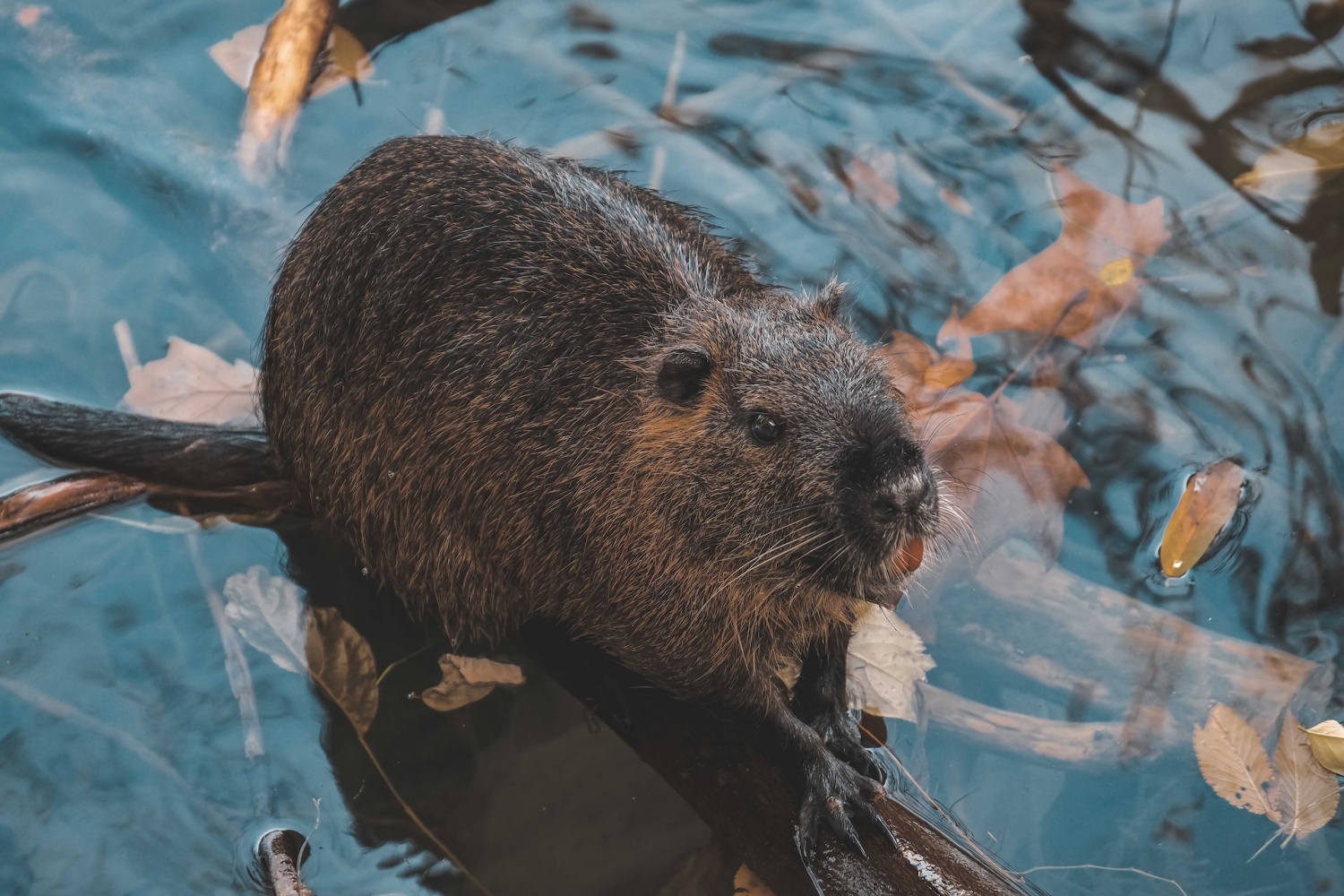 Beavers Building Dams Transform Tundra Stream by Making Warm Lakes that