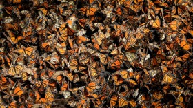 Millions of Endangered Monarch Butterflies Blanket Landscape in Mexico City
