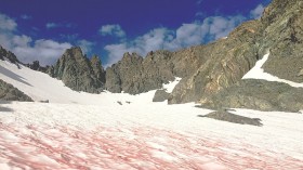 Watermelon Snow in Montana is Rich in Algae, Threatens US Water Supply