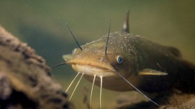 Biologist Repurposes Excess Clay Pipes to Make Improvised Catfish Habitats, 