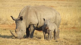 rhinos