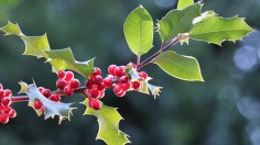 Two Invasive Plants in Massachusetts Mistakenly Used as Christmas Decorations