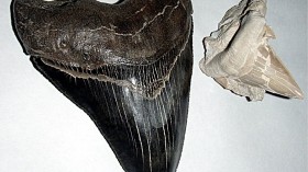 Underwater Graveyard in Australia Houses Fossilized Shark Teeth, Some from Megalodon